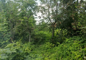 Дом 48м², 2-этажный, участок 6 сот.