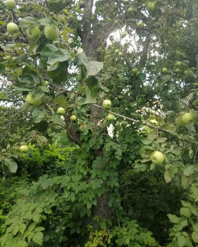 Дом 48м², 2-этажный, участок 6 сот.