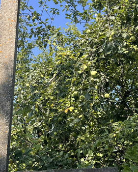 Дом 20м&sup2;, 1-этажный, участок 6 сот.  