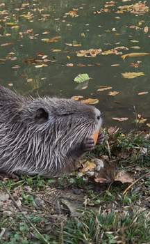 1-к квартира, на длительный срок, 32м2, 1/9 этаж